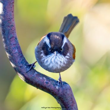 White-browed Fulvetta