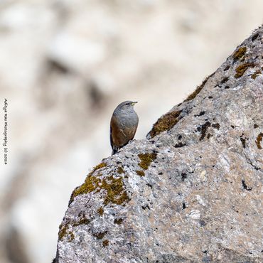 Alpine Accentor
