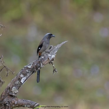 Grey Treepie