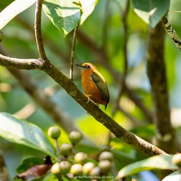 White-browed Piculet