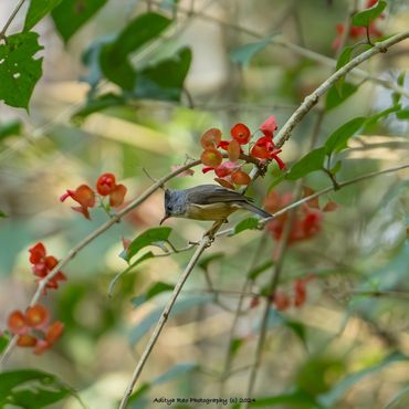 Black-chinned Yuhina
