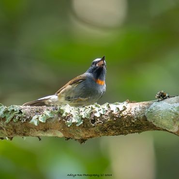 Rufous-gorgeted Flycatcher