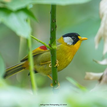 Silver-eared Mesia