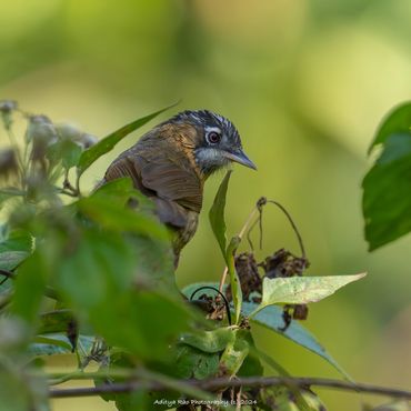 Grey-throated Babbler