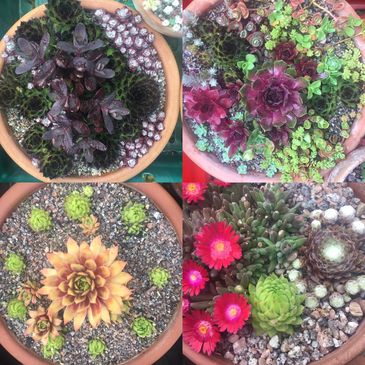 Terracotta bowls planted with hardy succulents. UK sedum, sempervivum. Succulent planting ideas.