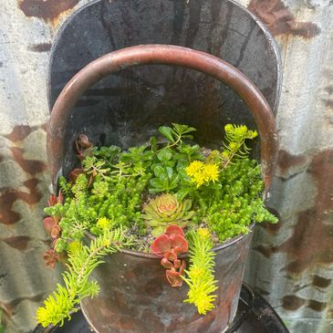 Vintage coal scuttle planter. Hardy succulents. UK cold winter hardy succulents.