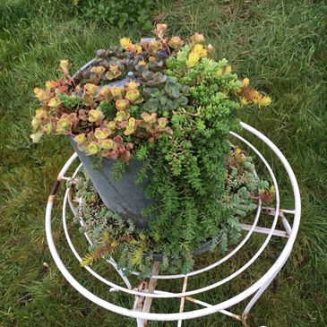Galvanised chicken feeder. Hardy succulents in vintage containers. Cold hardy winter succulents.