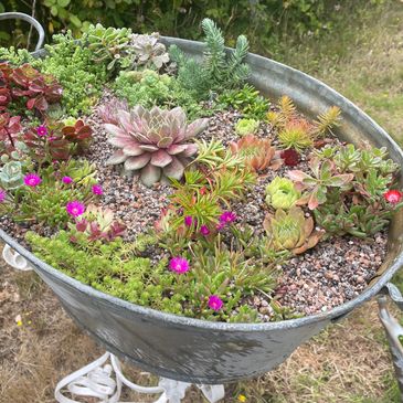 Galvanised bath. Hardy succulent planting ideas. Vintage bath planter. Winter hardy succulent UK