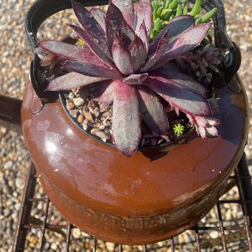 Planted kettle