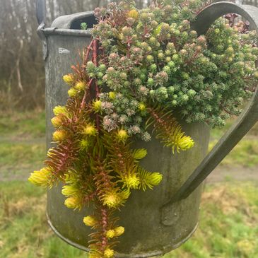 Plant vintage containers with succulents