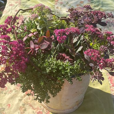 Mixed hardy succulent planting, sedum flowers. Vintage bucket.
