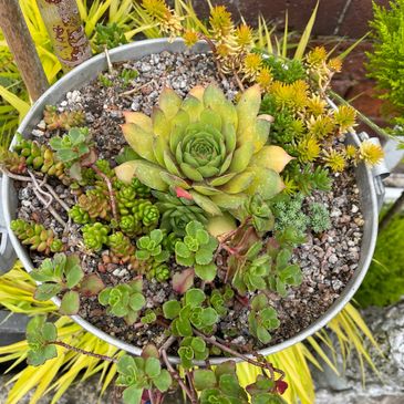 Sempervivum ‘Gold Nugget’