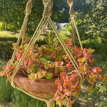 Succulent hanging basket. Macrame. Sedum. Sempervivum. Succulent planting ideas.