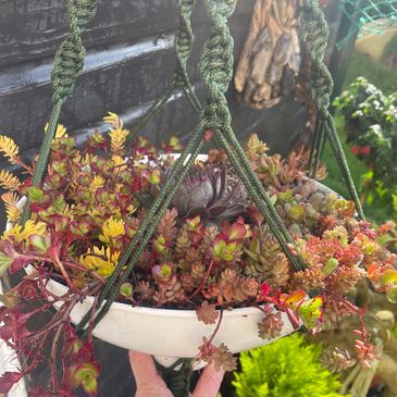 Succulent hanging basket ideas