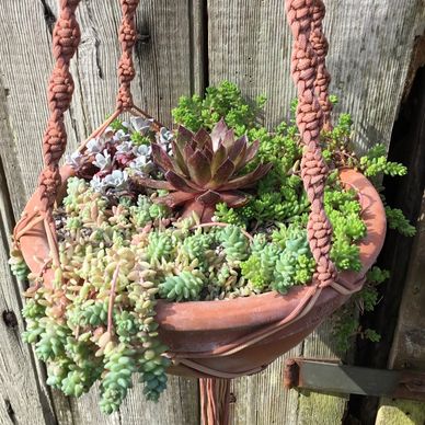 Succulent hanging basket. Macrame with sempervivums and sedums.