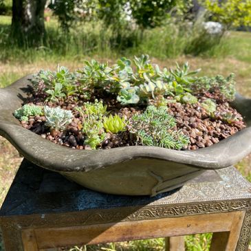 Succulent bowl. Hardy succulent arrangement. Succulent planting idea. UK winter hardy succulents.