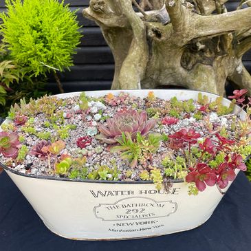 Vintage container planted with hardy succulents
