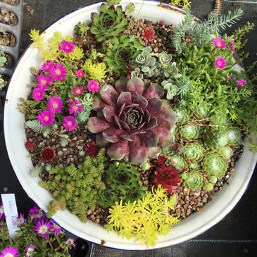 Succulent bowl. Planted vintage bowl. Hardy succulent planting container. Winter hardy. Sedum.