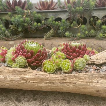 Driftwood planting. Succulents in driftwood. Sempervivum wood. Hardy succulent planting ideas. UK.