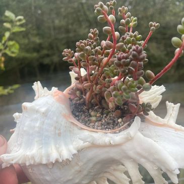 Sedum stahlii, succulent, shell, hardy succulent, cold, winter.