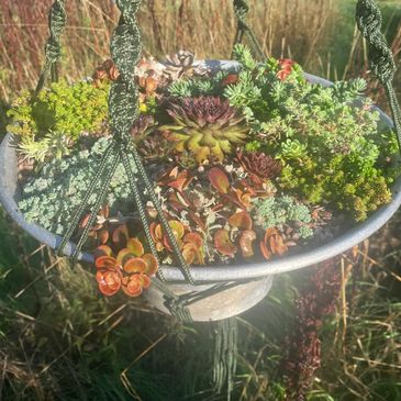 Succulent planting idea, container, sedum, sempervivum, evergreen UK hardy succulent. Vintage.