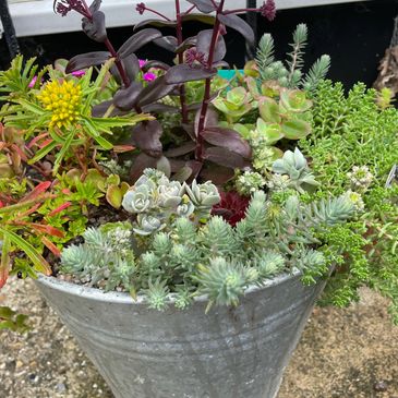 Sedum. Sempervivum.Galvanised vintage bucket planter. Hardy succulent. Planting ideas bucket.