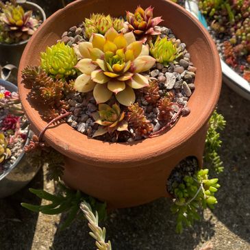 Sempervivum ‘Gold Nugget’
