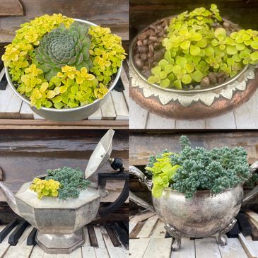 Sedum ‘Ogon’. Sempervivum ‘Sugar Shimmer’. Succulent planting ideas. Succulent teapot, container.