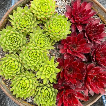 Planted cake tin. Vintage planter hardy succulents. Winter cold hardy succulents. Succulent planting