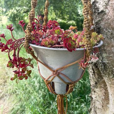 Succulent hanging basket