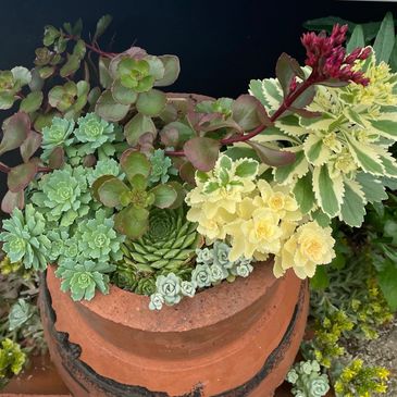 Sedum. Sempervivum. Terracotta chimney. Chimney planter. Succulent planting ideas. Hardy succulent.