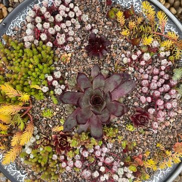 Mixed hardy succulent planting ideas