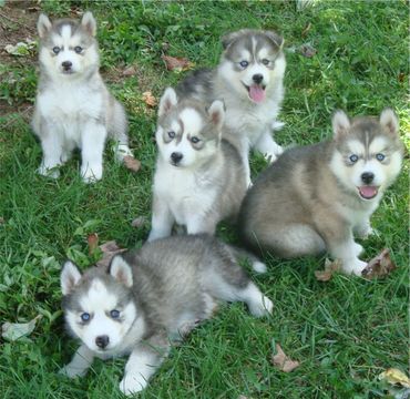 A dog breeders dream. All beautiful healthy Husky pups