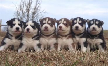 A row of adorable Siberian Husky Pups