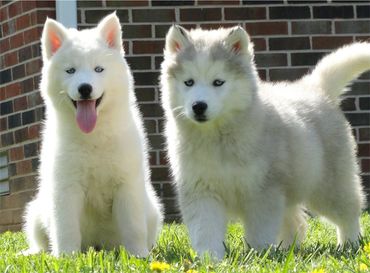 Siberian Husky Pups