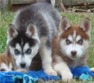 Siberian Husky Puppies