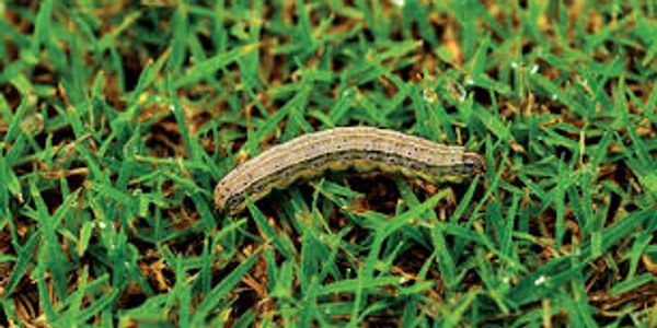 Armyworms damaging turf