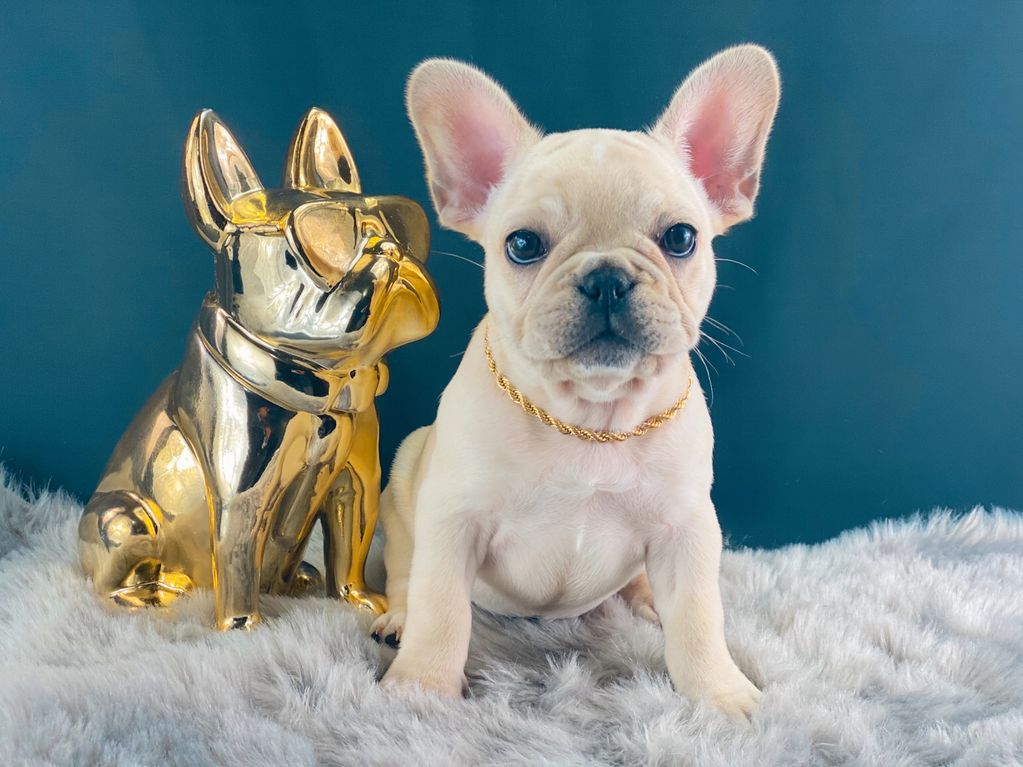 Past AKC French Bulldog puppy produced by Statement Bullies Brunswick, Georgia.