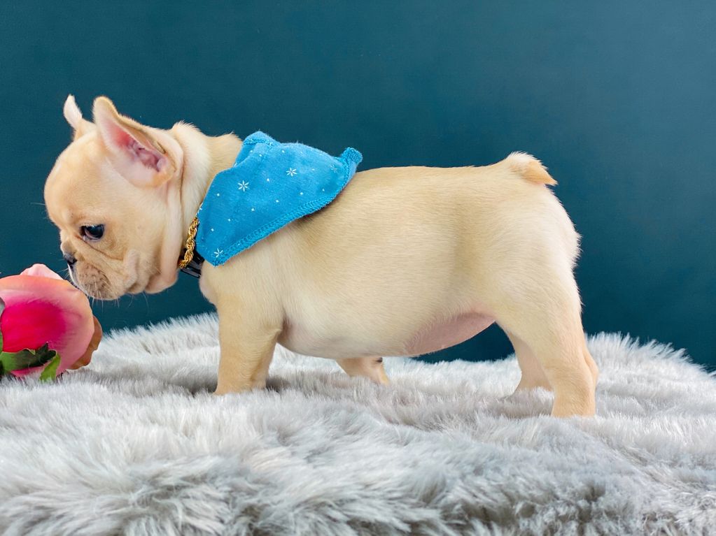 Past AKC French Bulldog puppy produced by Statement Bullies in Brunswick, Georgia.