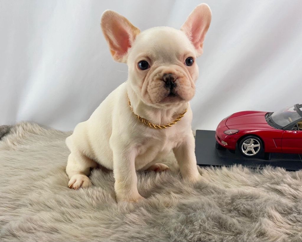 Past AKC French Bulldog puppy produced by Statement Bullies