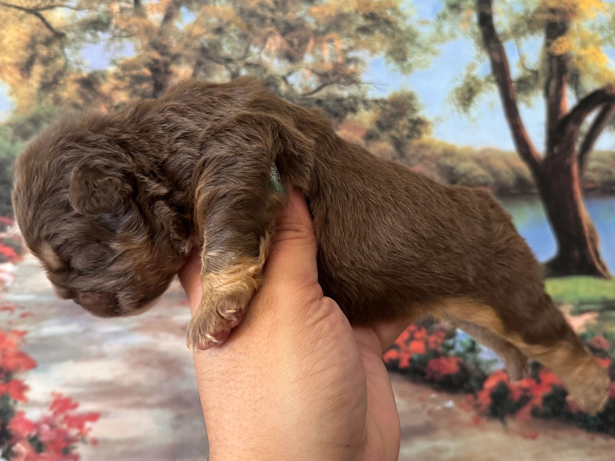 Hand holding a small brown puppy with a painted outdoor background.