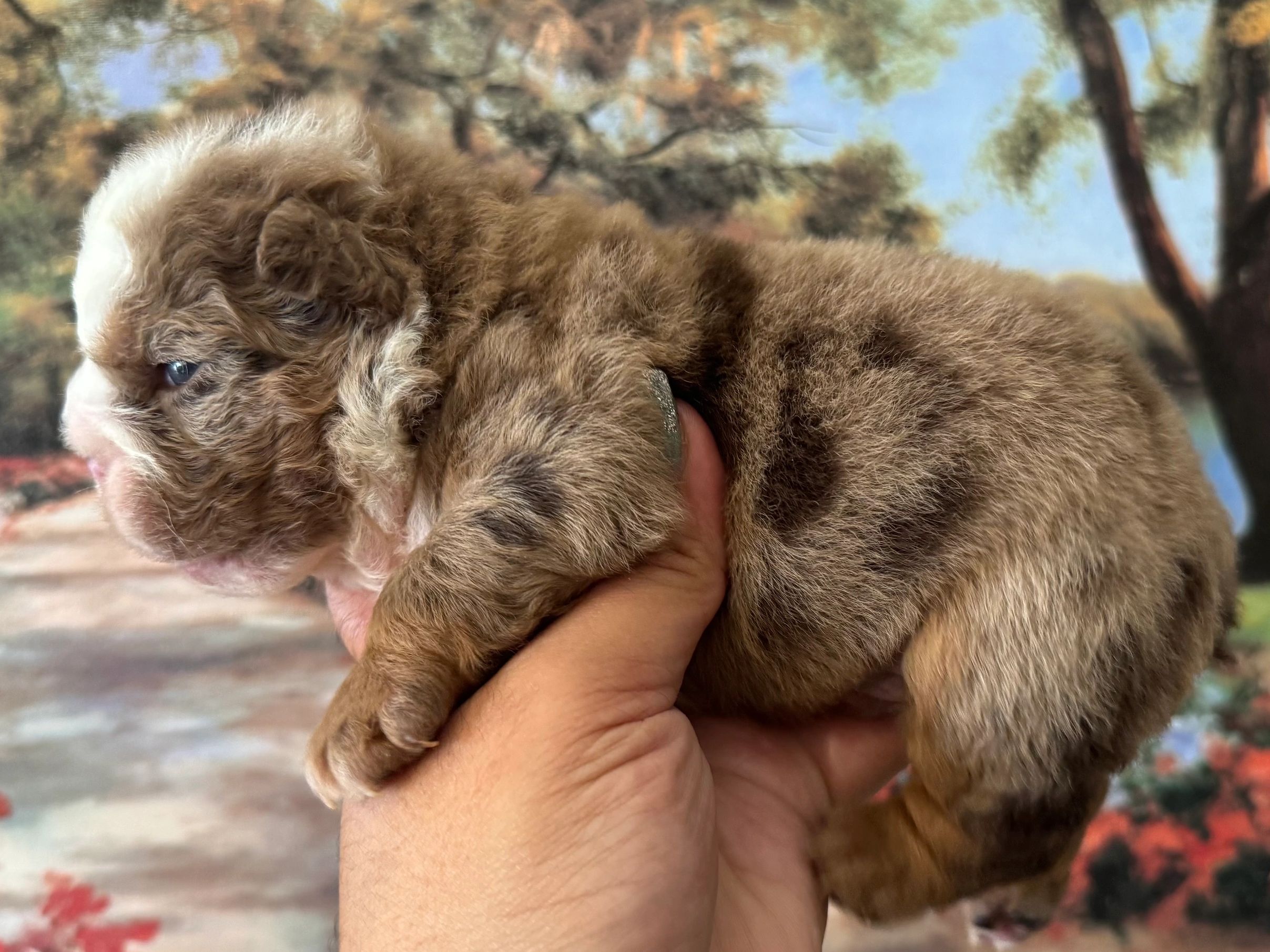Close-up of a fluffy brown and white puppy being held.