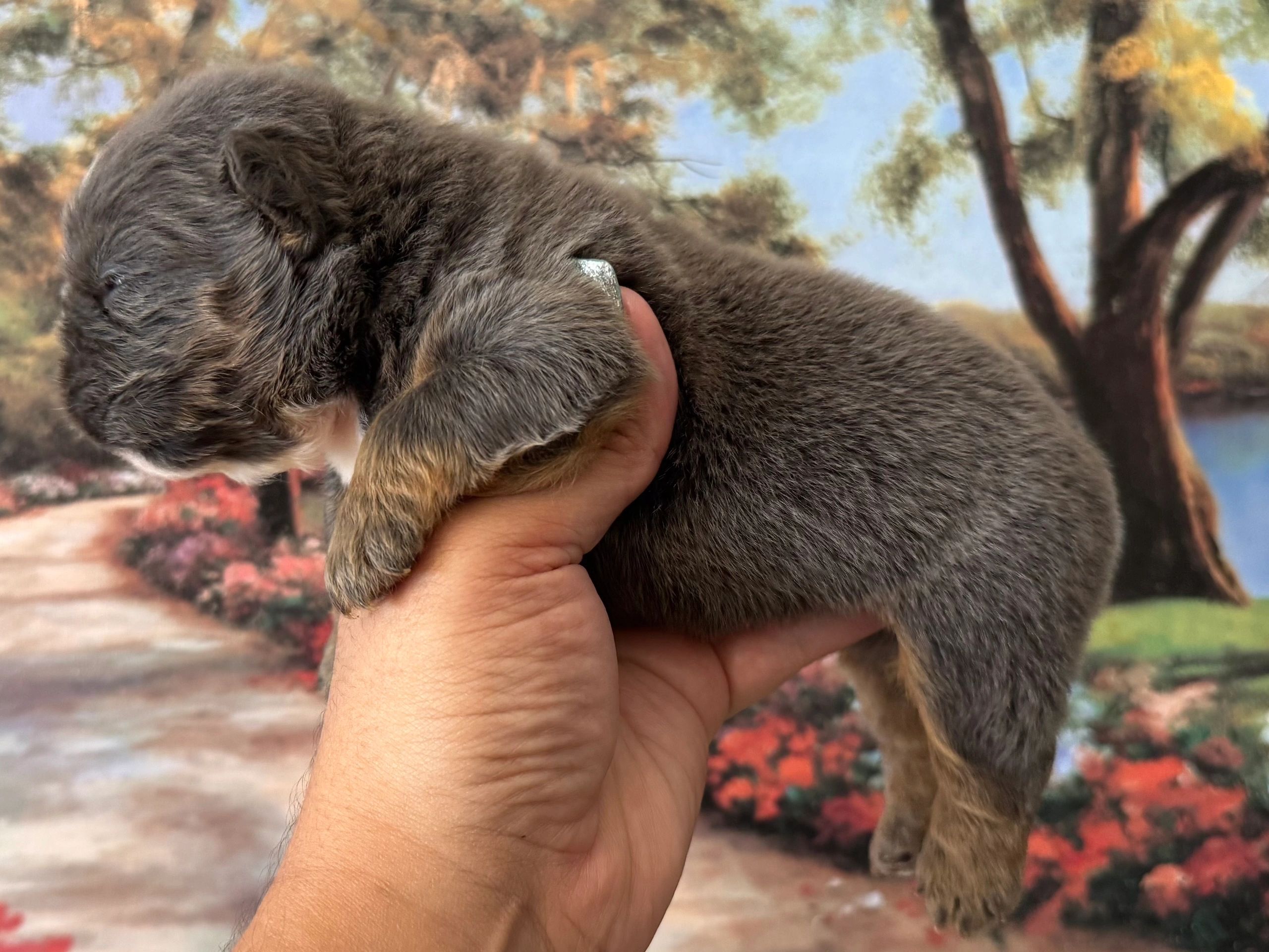 Hand holding a newborn puppy with a scenic background.