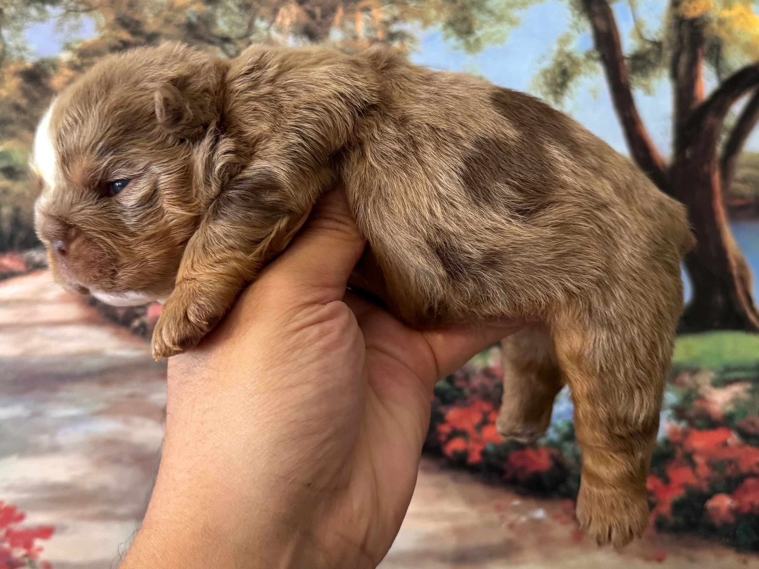 A person holding a small brown puppy with a white patch on its head.