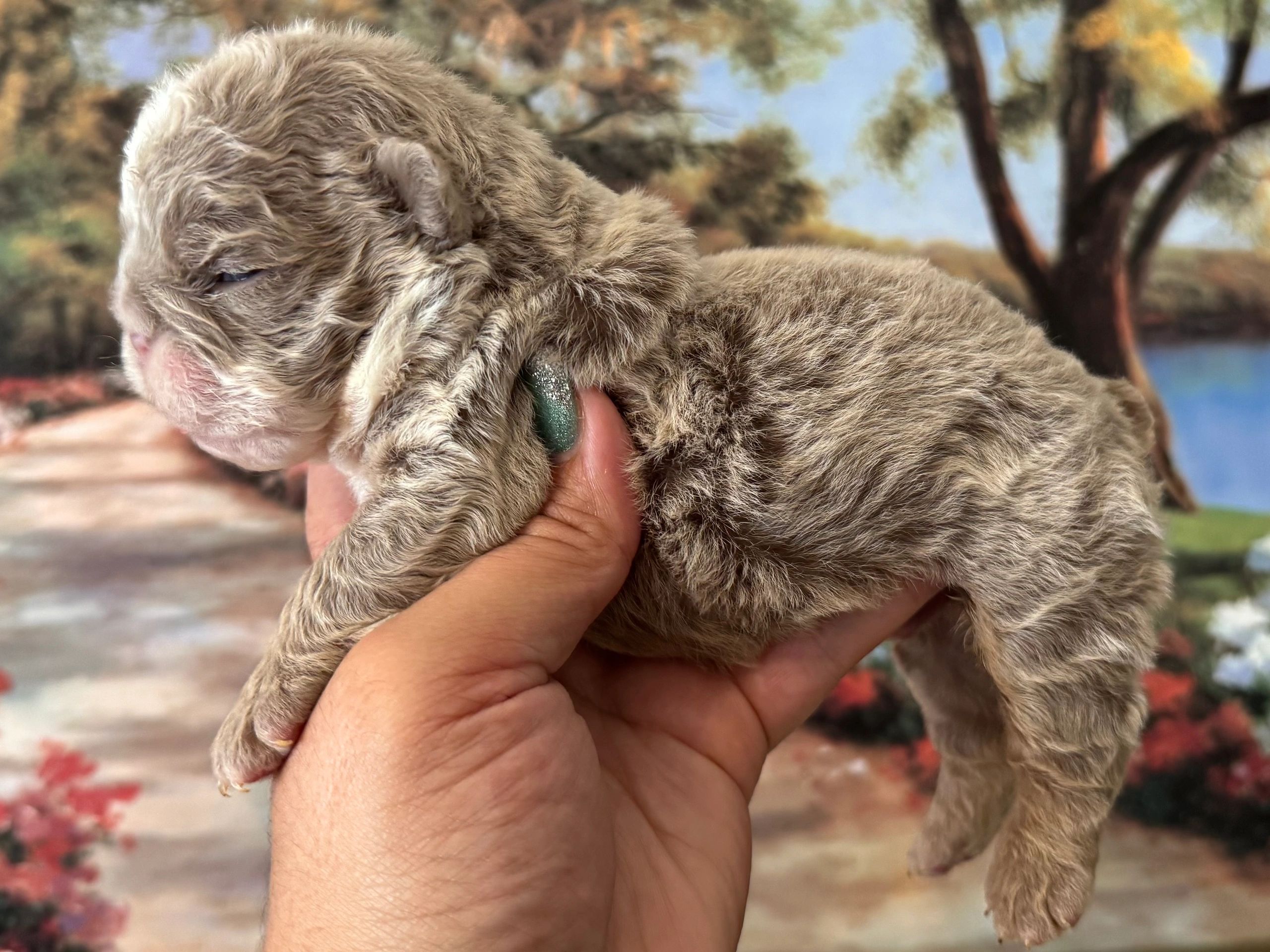A person gently holding a newborn puppy with curly fur.