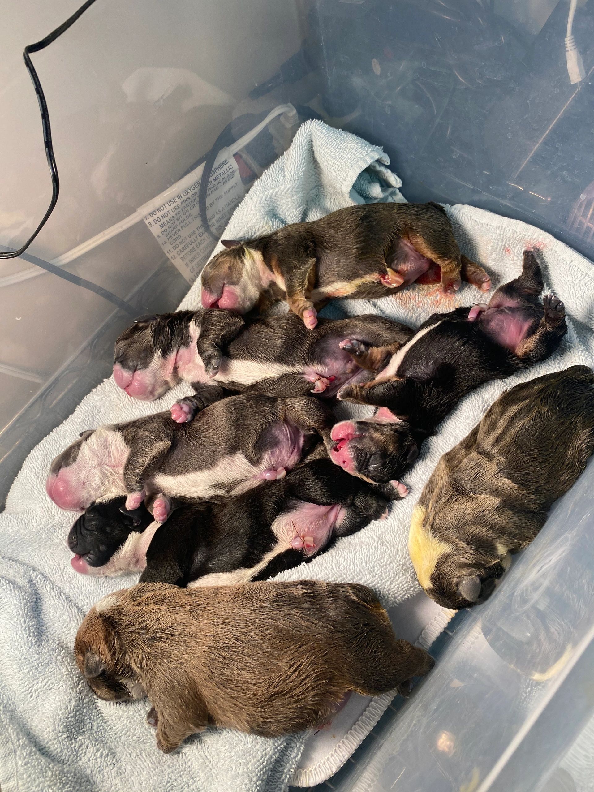 Newborn puppies sleeping on a towel.