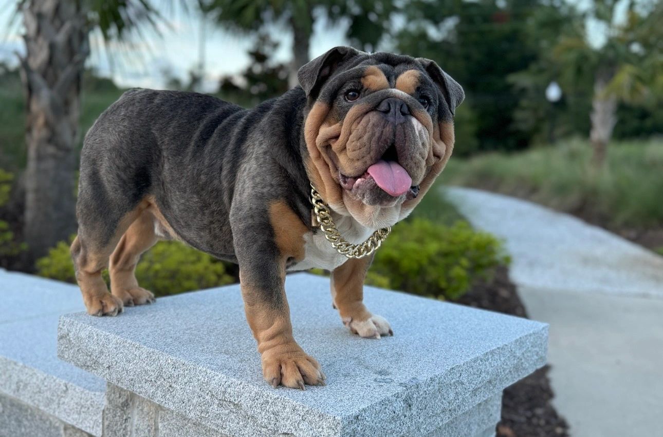 Visual curly blue tri English Bulldog stud Malakoff at Statement Bullies in Brunswick, Georgia.