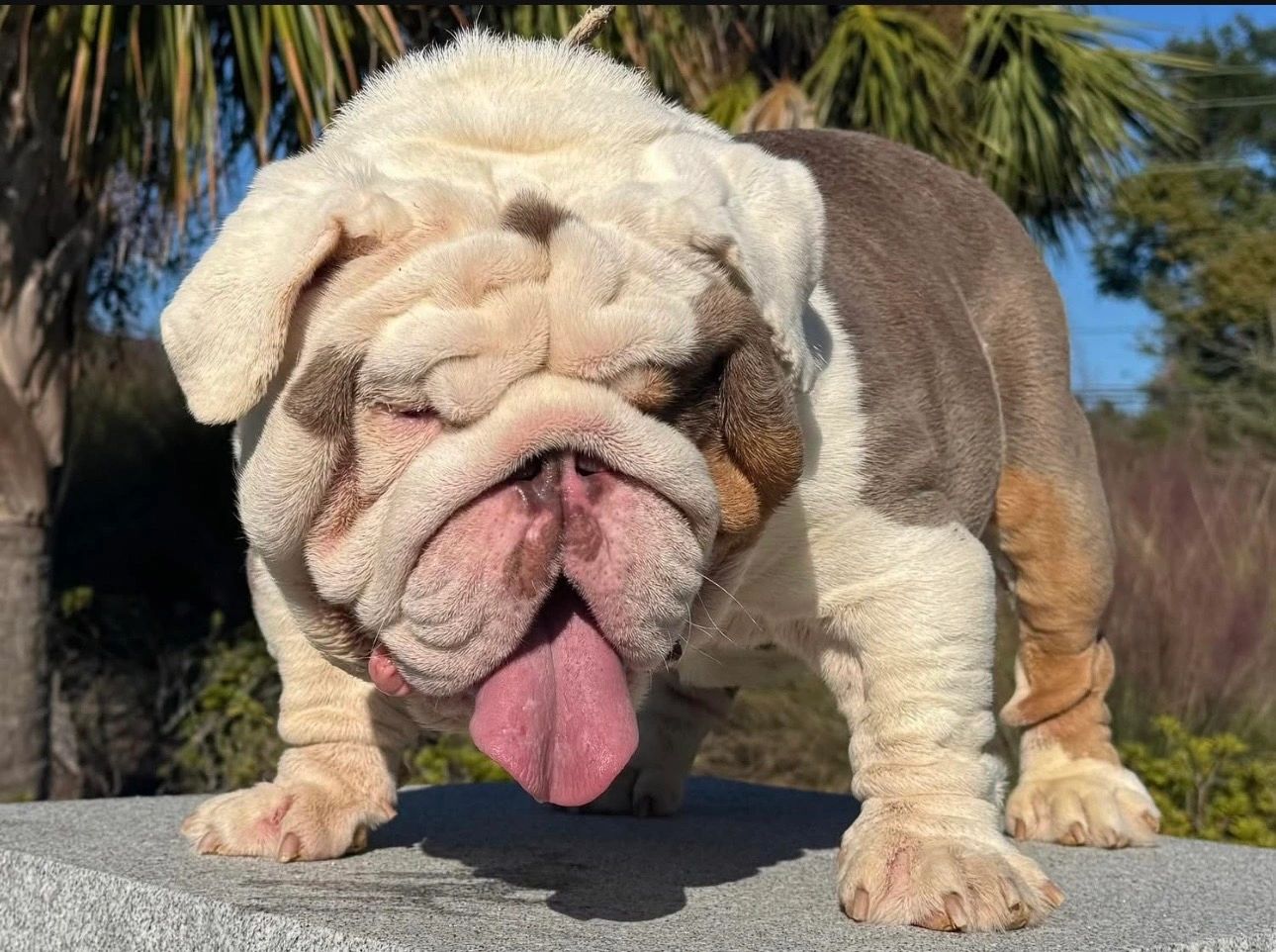Lilac tri English Bulldog stud Huncho at Statement Bullies in Brunswick, Georgia.