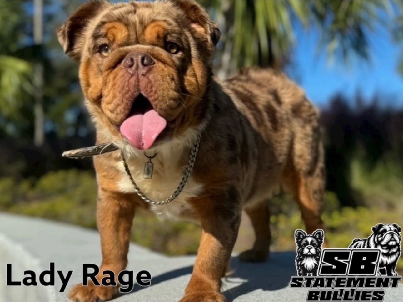 Chocolate Merle Tri English Bulldog dam Lady Rage – Statement Bullies.