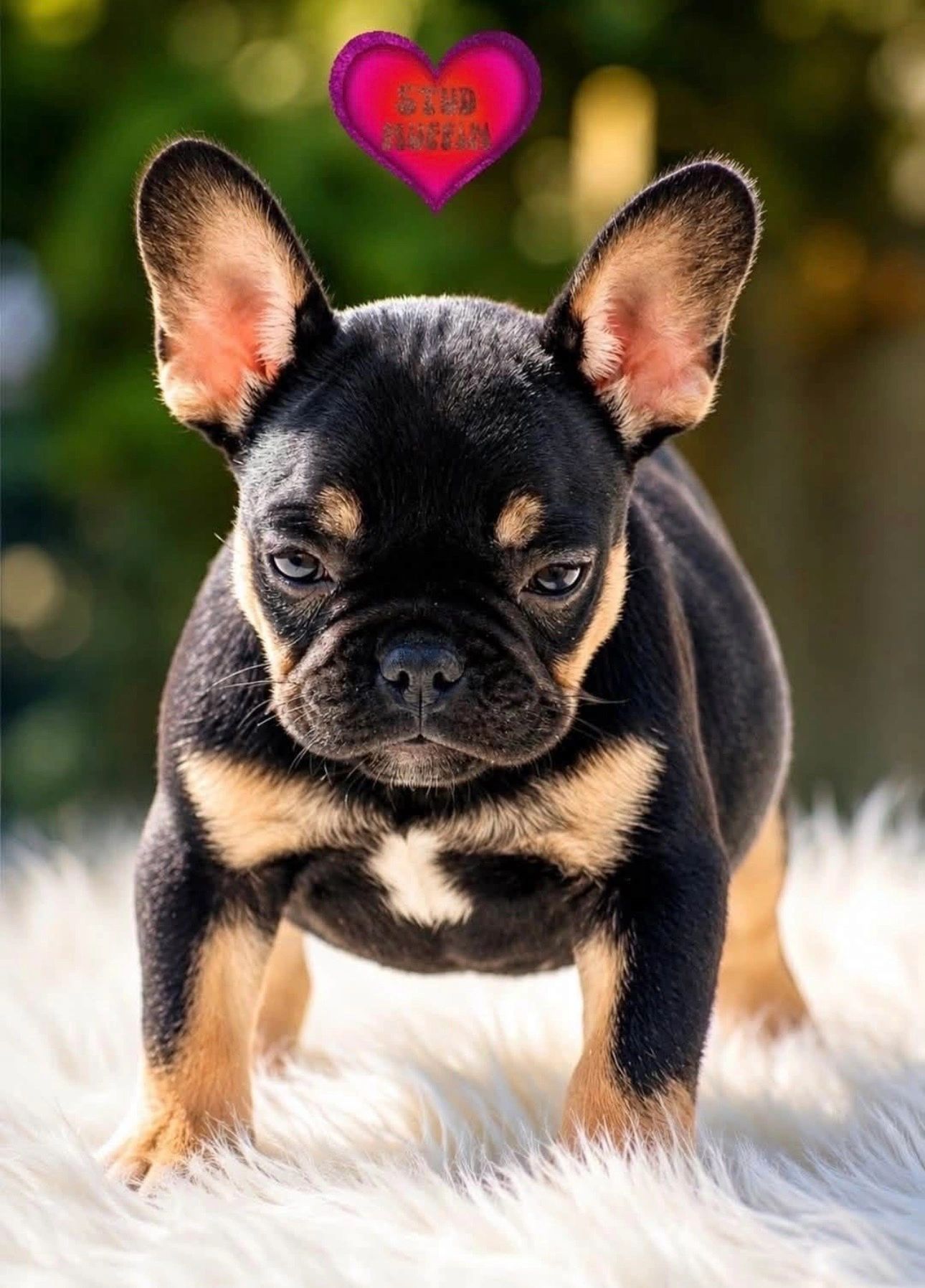 AKC black & tan French Bulldog male puppy available in Brunswick, Georgia.